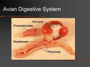 The Ruminant Digestive System