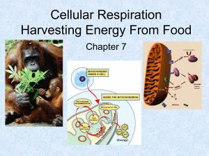 Cellular Respiration Harvesting Chemical Energy