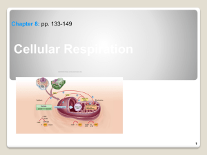 Cellular Respiration