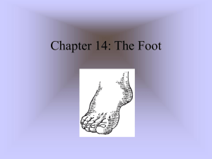 Chapter 18: The Foot