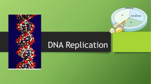 DNA Replication - susanpittinaro