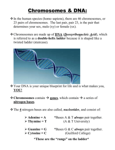Chromosomes & DNA