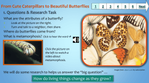 From Cute Caterpillars to Beautiful Butterflies