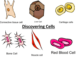 Discovering Cells