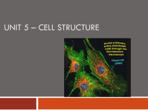 cells - schimizzi