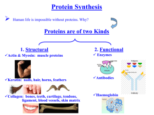 Protein Synthesis (PowerPoint)