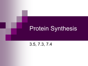 Ch 5: Protein Synthesis
