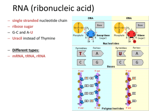 transcription translation mutation lesson ppt