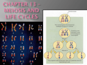 Chapter 13 * Meiosis and life cycles