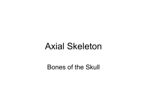 Axial Skeleton - The Skull