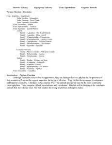 Station 41 – Class: Squamata – General Characteristics