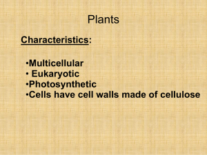 Plant Structure and Types of Cells Notes