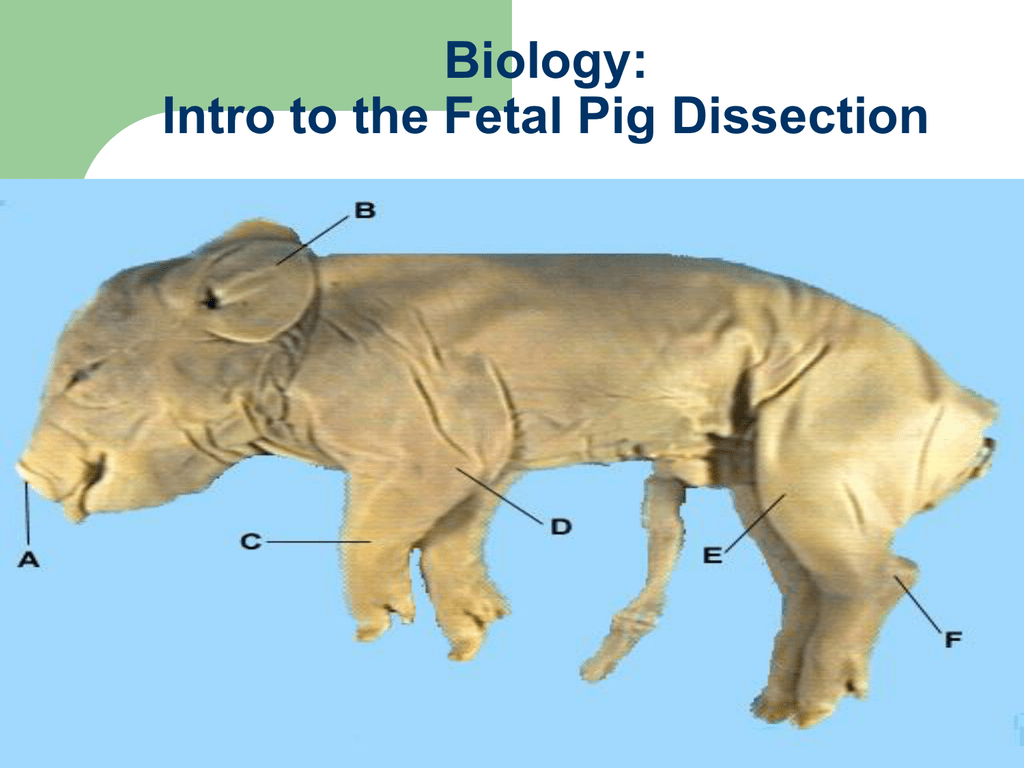 Fetal Pig Dissection