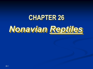Characteristics of Nonavian Reptiles