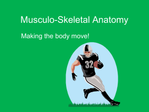 Intro to Muscles (skeletal)