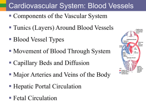4 BloodVessels