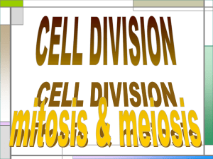 cell division - new 2011