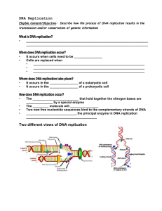 Where does DNA replication take place?