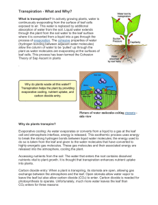 What is transpiration?