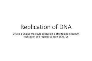 DNA replication v2