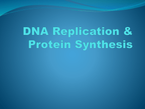 DNA Replication & Protein Synthesis