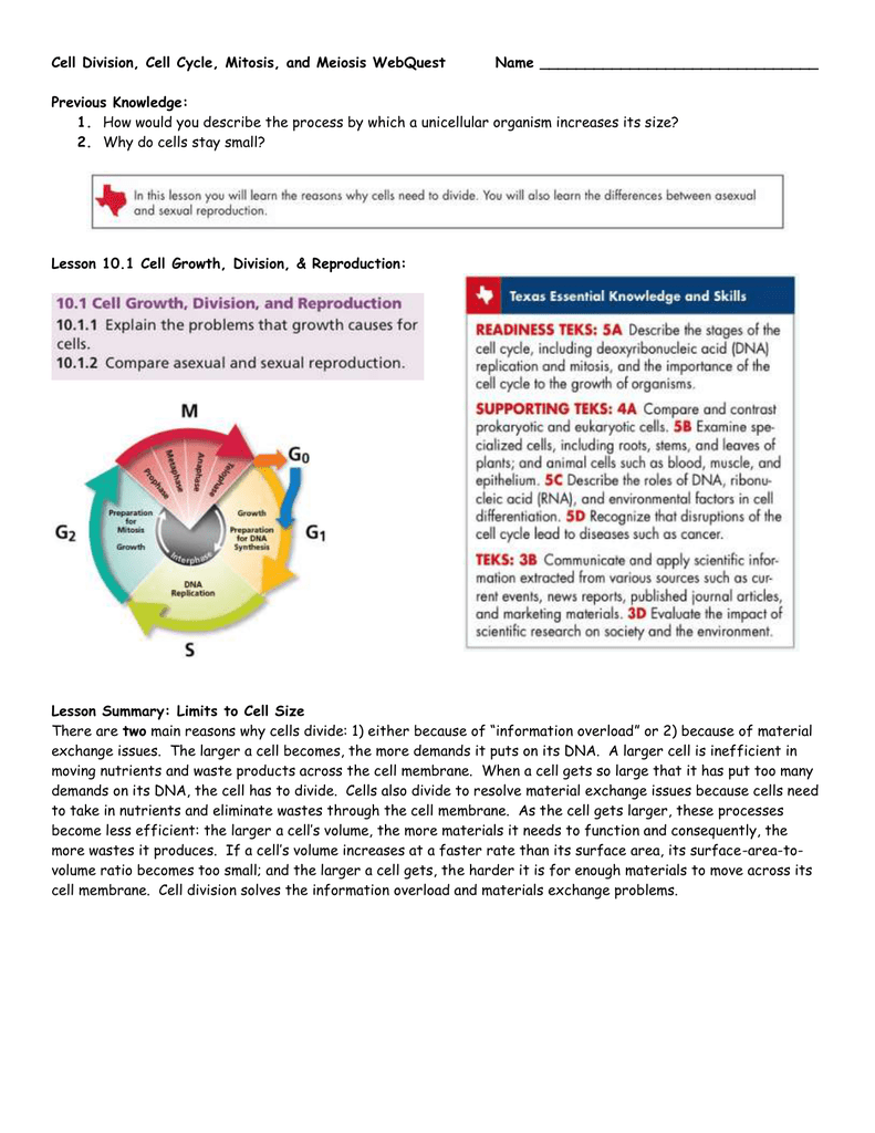 Cell Division Cell Cycle Mitosis and Meiosis Webquest