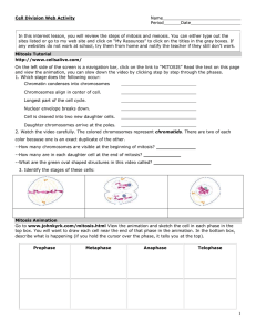 Cell Division Web Activity
