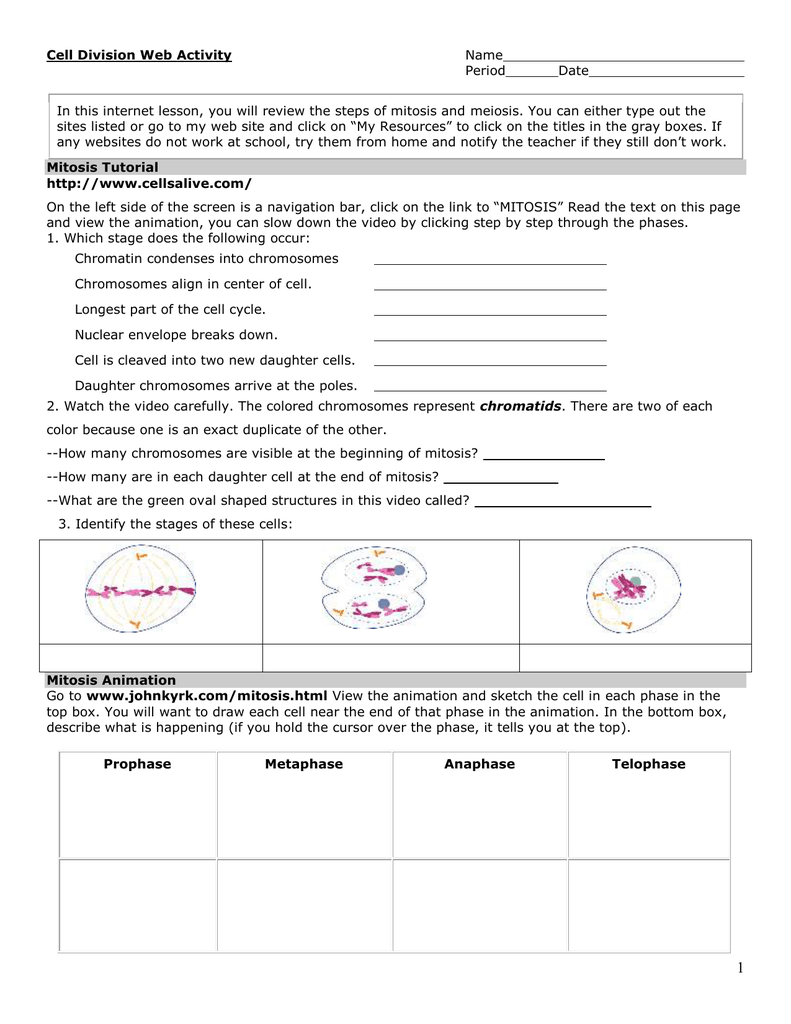 Cell Division Web Activity