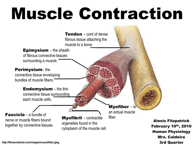 a case study in muscle contraction