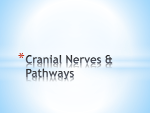 Cranial Nerves - 34-602-Neuroanatomy-SP15
