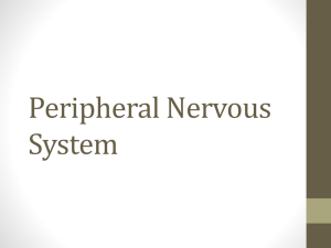 Peripheral Nervous System - Riverside Preparatory High School