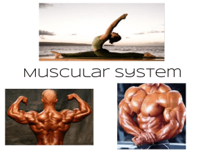 Muscular System - Brookville Local Schools