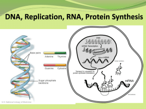 Protein Synthesis