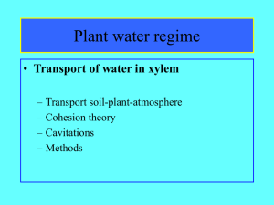 Transport of water in xylem