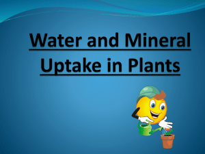 Water and Mineral Uptake in Plants Plants need water and minerals