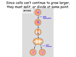 Since cells can*t continue to grow larger, they must split, or