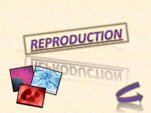 REPRODUCTION ASEXUAL REPRODUCTION In asexual