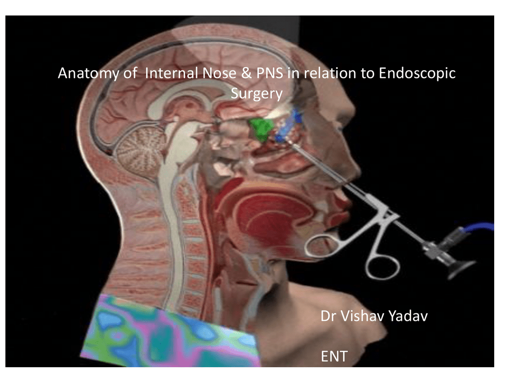 Ethmoid Sinus Development 1742