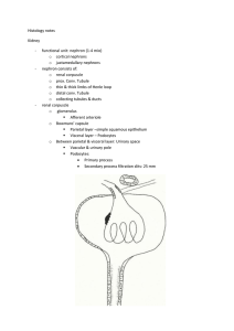 Histology notes Kidney functional unit: nephron (1