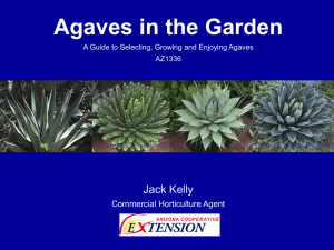 Agaves in the Garden - University of Arizona Cooperative Extension