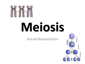 Meiosis