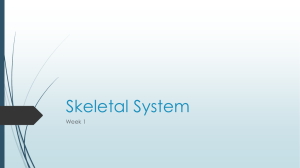 Skeletal System - Cloudfront.net