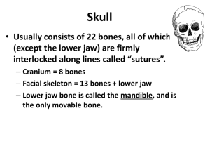 Skull part 2