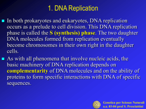 DNA Replication