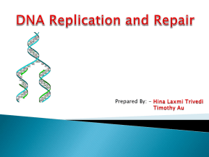Why does DNA replicate??? - hollygrandygrade11biology