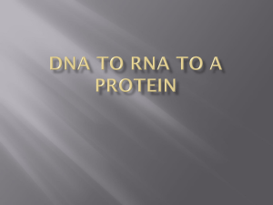 DNA to RNA to a Protein
