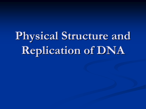 DNA Replication - Mrs. Kennedy's Biology 12 Site!