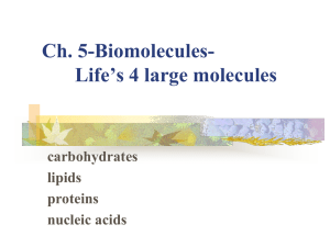 Ch. 5-Biomolecules- Life's 4 large molecules