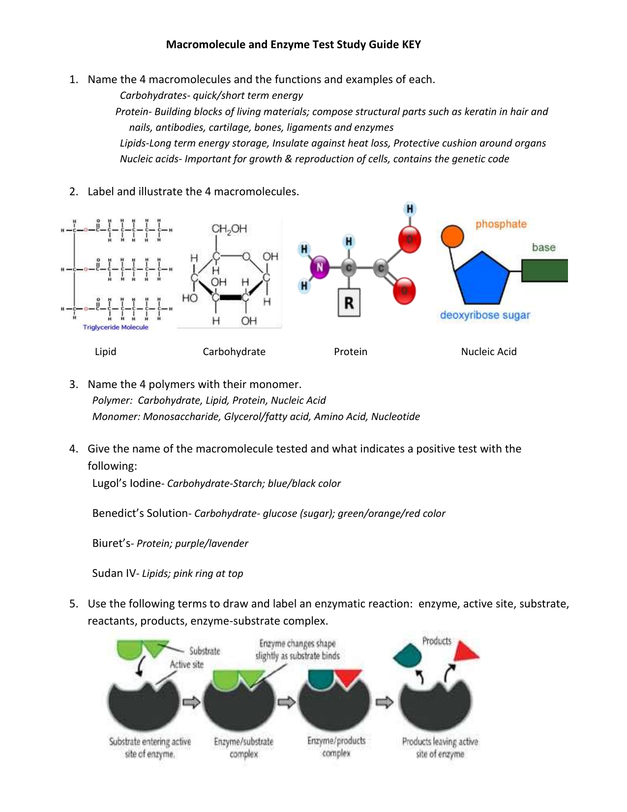 Macromolecule And Enzyme Test Study Guide KEY Name The 4