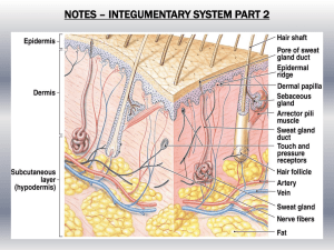 Integumentary System Notes Part 2